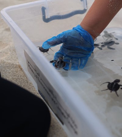 Annual Turtle Hatching Programme