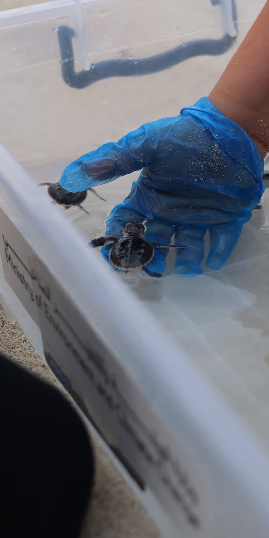 Annual Turtle Hatching Programme