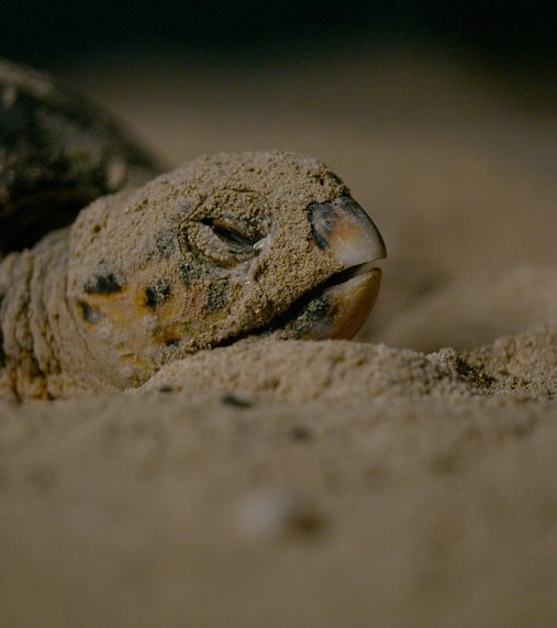 turtles