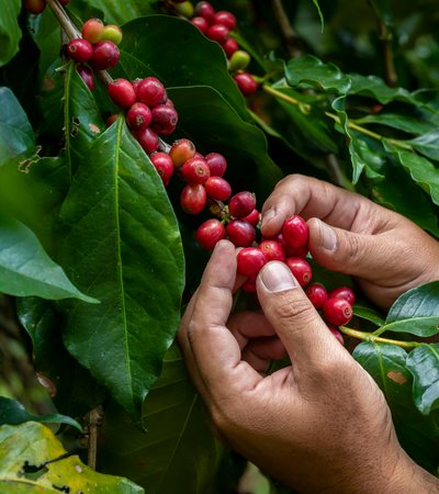 Hands picking coffee beans from a tree.