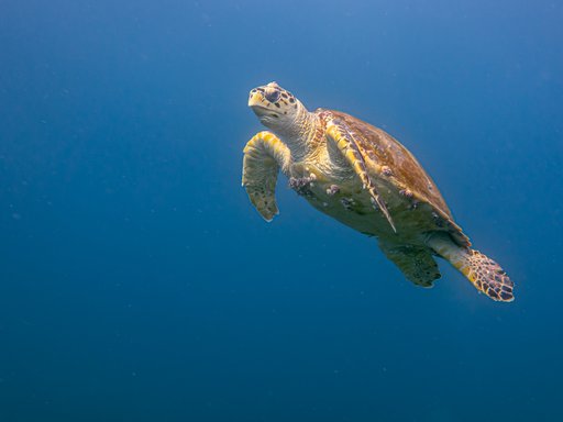 Lehmesa forum image (AR)