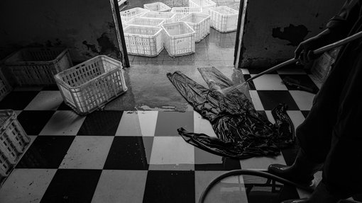 Haitham Nsais_Fallen Seagulls