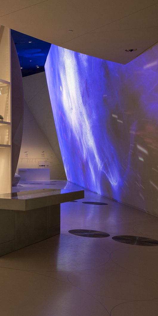 A view of NMoQ's gallery showcasing Qatar's diverse aquatic life