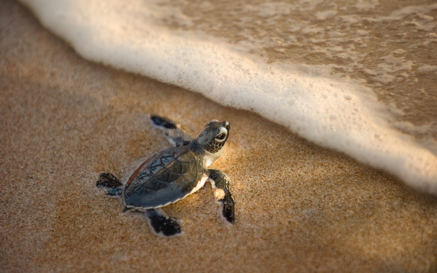 Turtle at the shoreline