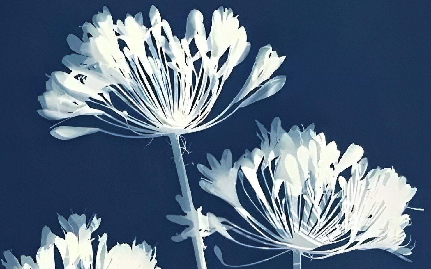Cyanotype of a flower