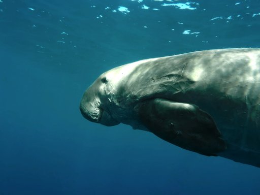 A snippet from Dugongs: Fascinating Marine Animals at Risk showcasing a dugong underwater
