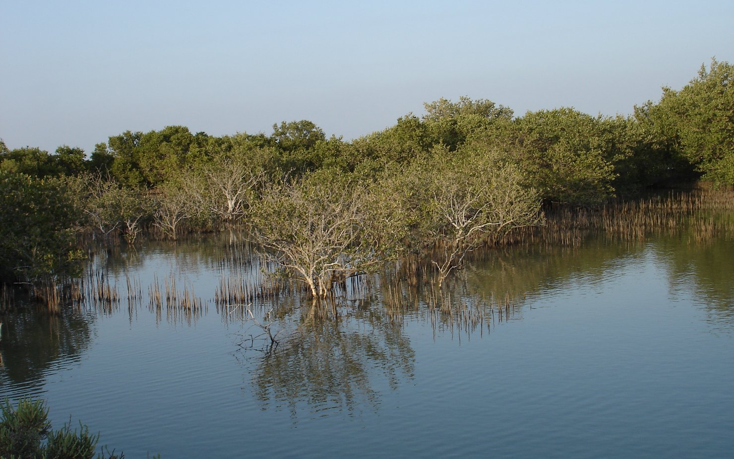 A close-up of the mangroves at Jazirat bin Ghannam island