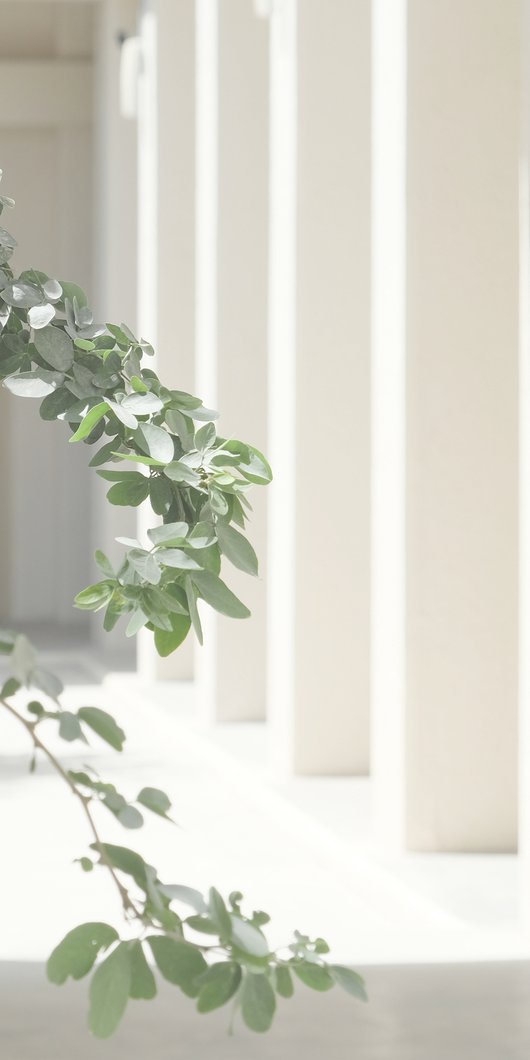 A close view of leaves on a green tree with white columns behind.