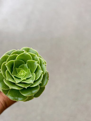 ENG