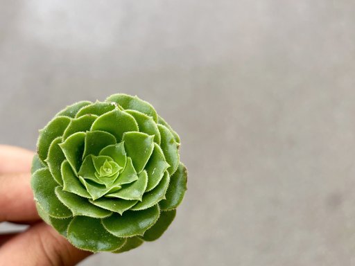 ENG