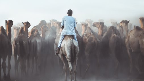 A view of a man riding on a camel as he drives a large herd of camels forward.