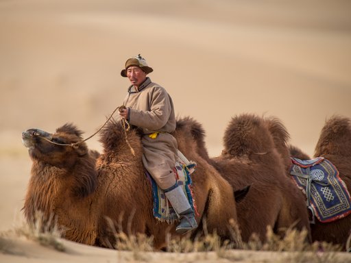A man wearing a hat is riding a camel, behind him several camels follow