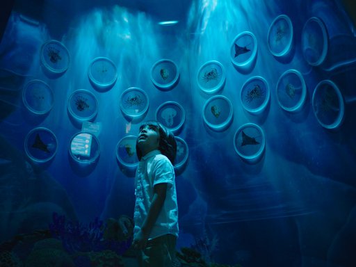 A boy looking at an insect display at the National Museum of Qatar.