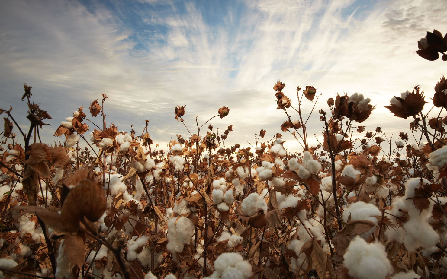 Secrets of Supima: Cotton Uncovered