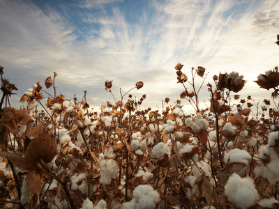 Secrets of Supima: Cotton Uncovered